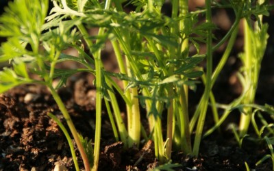 Es tanca el període de matriculació a la III edició del Postgrau en DLAe